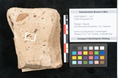 Foto (Objekt + Etikett) von Callitris brongniartii Endl. (NHMW-GEO-2024-0188-8207)